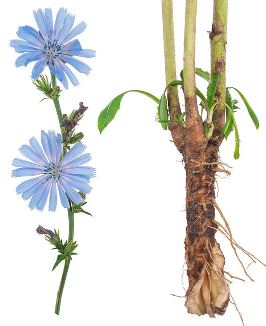Immagine: inulina, pianta della cicoria